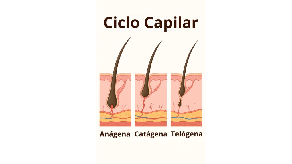 Ilustração do ciclo capilar com as fases anágena, catágena e telógena representadas visualmente.
